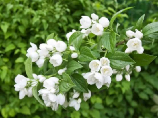 茉莉花的養殖方法，老總總結七大基本養殖方法