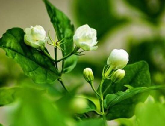 茉莉花的養(yǎng)殖方法和注意事項，老農(nóng)總結最實用八大養(yǎng)殖方法