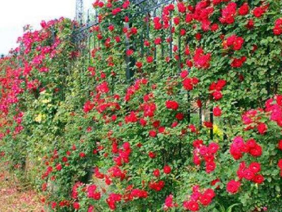 薔薇花語(yǔ)是什么，薔薇花語(yǔ)代表著美好的愛(ài)情與愛(ài)的思念