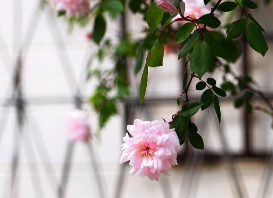 薔薇花種子怎么種，盤點(diǎn)薔薇花種子種法