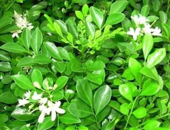九里香怎么養(yǎng)，九里香的養(yǎng)殖方法