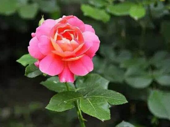 月季花怎么修剪，月季花的修剪方法