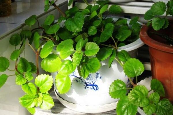 常春藤的擺放風水，5個方面的擺放風水