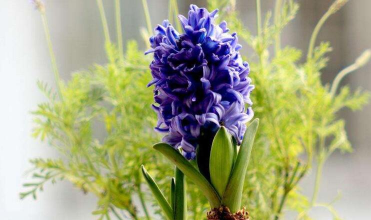 風(fēng)信子一年開幾次花(一年開一次)，介紹一年開兩次花的方法