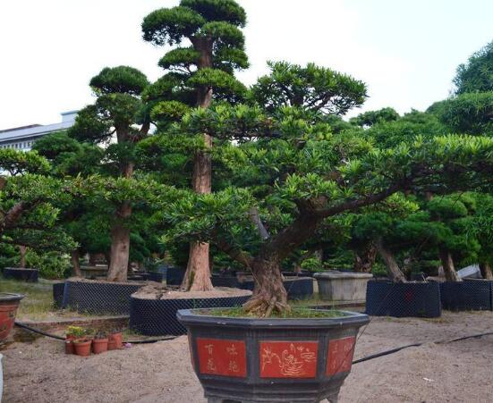 羅漢松寓意是什么，意著招財(cái)進(jìn)寶、長(zhǎng)壽吉祥(美好)