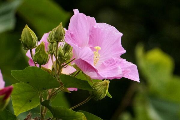 芙蓉花的養殖方法，從四個方面來做好養護