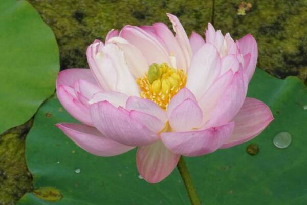荷花的種類有哪些，盤(pán)點(diǎn)最具代表性的5種荷花