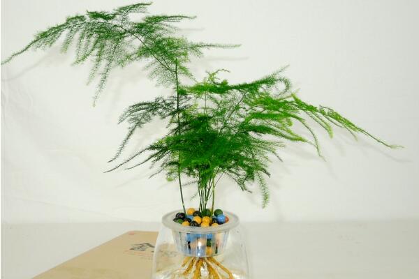 文竹泡水里能長根嗎，文竹水培方法介紹