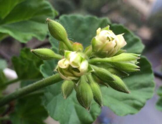 天竺葵花苞干枯怎么辦，老農(nóng)總結(jié)三種最常見(jiàn)解決方法