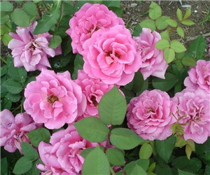怎樣使盆栽月季連續(xù)開(kāi)花
