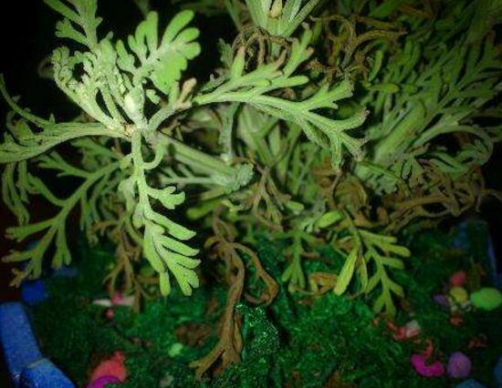 薰衣草葉子干枯怎么辦，教你正確的補救方法