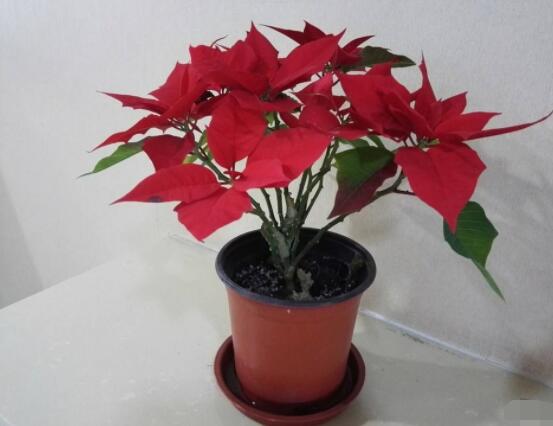 一品紅花有毒嗎，盤點兩種學說爭議(有毒與無毒)