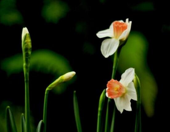 水仙花什么季節(jié)開花，水仙花花期在冬季開放