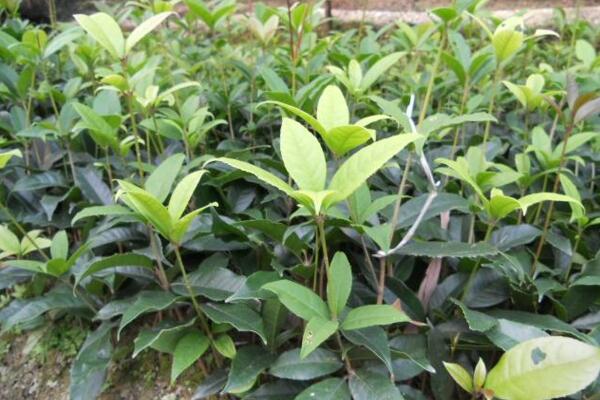 桂花樹葉尖干枯怎么辦，及時(shí)修剪并加強(qiáng)養(yǎng)護(hù)
