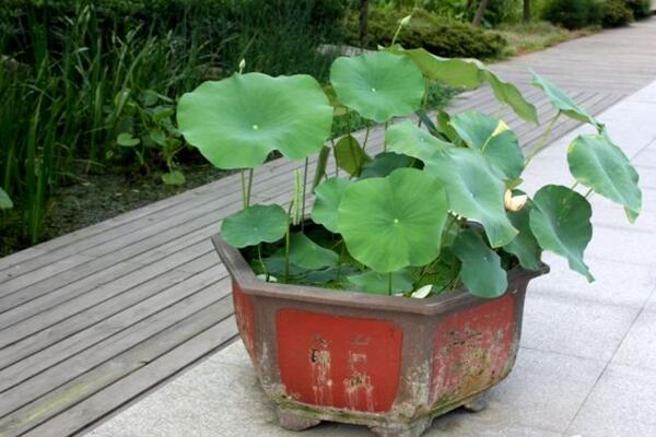 盆栽荷花的養(yǎng)殖方法,做好以下5點(diǎn)讓你的荷花“皎潔無瑕”