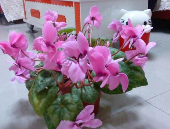 仙客來為什么不開花，仙客來不開花怎么辦