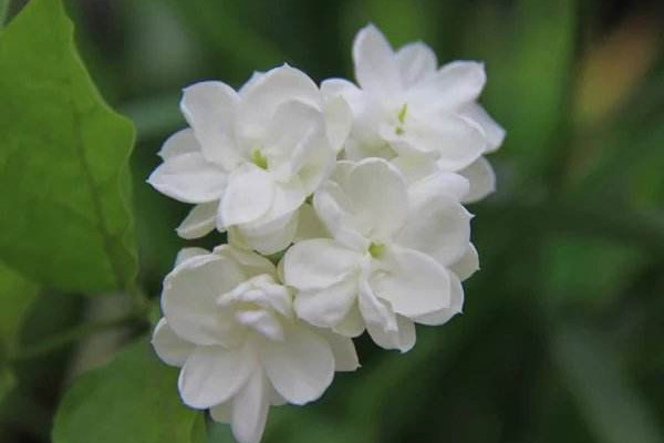 家里為什么不能種茉莉，香味過(guò)濃寓意不好