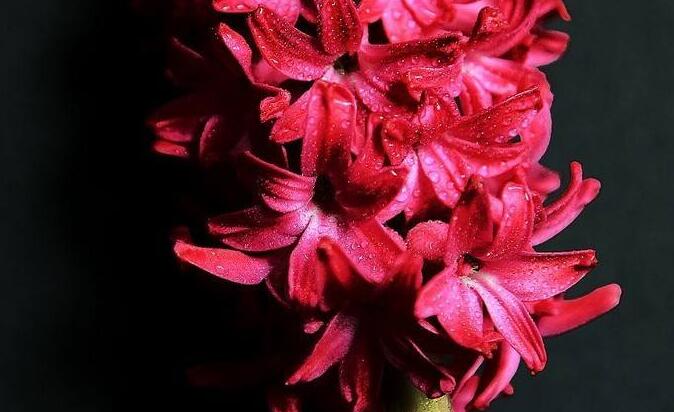 風(fēng)信子花語(yǔ)大全,不同的顏色不同的含義