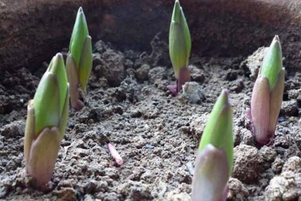 香水百合種球種植方法，種球種植的詳細(xì)步驟