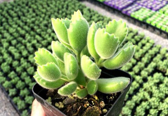 熊童子怎么養才能飽滿，老農總結五個重要養護措施