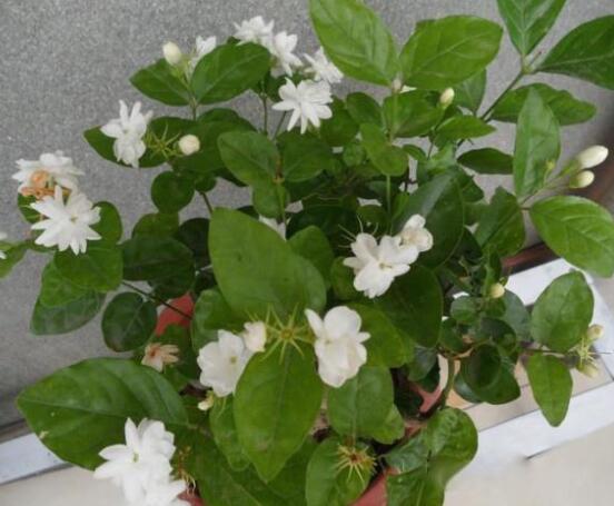 茉莉花常見的病蟲害及其防治方法，老農總結最常見四種病蟲害