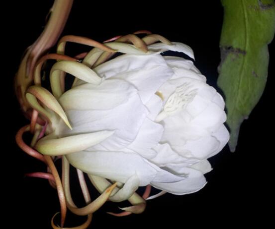家里養(yǎng)曇花吉利嗎，好運(yùn)來臨、驚喜不斷(吉祥如意)
