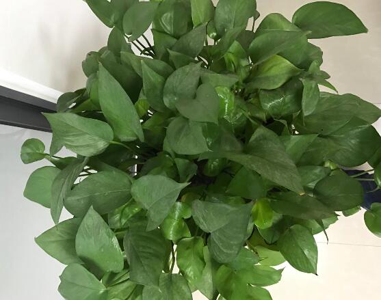 綠蘿有毒嗎，有毒千萬別當菜吃