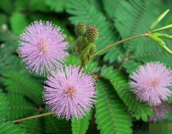 含羞草怎么養(yǎng)開(kāi)花，注意盆土配置、光照充足