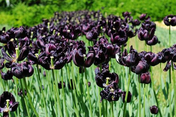 黑色郁金香花語，神秘、高貴的象征