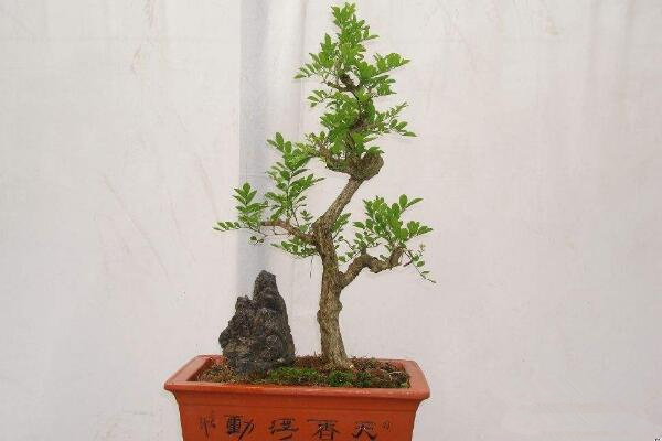九里香盆景怎么養(yǎng)，確保九里香爆盆的5大要點(diǎn)