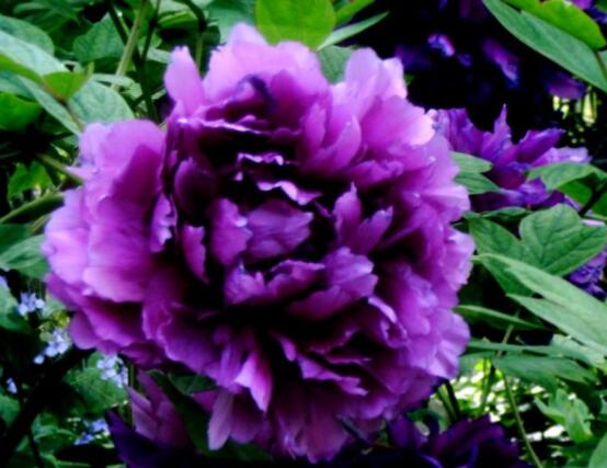 牡丹花花語大全，淡淡的愛、無私的付出(不同顏色不同花語)