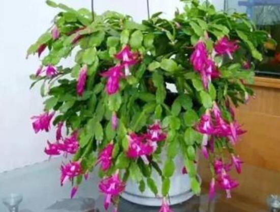 蟹爪蘭春天會開花嗎，蟹爪蘭春天怎么養(yǎng)