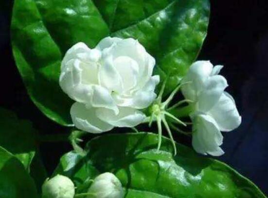 茉莉花什么時(shí)候修剪整枝最好，春秋生長(zhǎng)期、春季前休眠期修剪最好