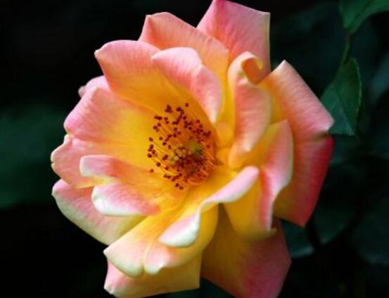 薔薇花有毒嗎，薔薇花可以種植在室內(nèi)嗎