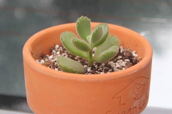 多肉熊童子的種植過程，熊童子種植詳細步驟介紹