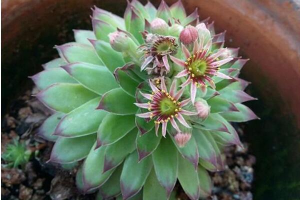 寶石花和觀音蓮的區(qū)別，詳細介紹葉子和花朵的不同