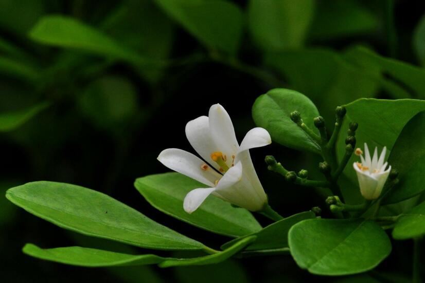 九里香花期養護方法，在開花的時候要注意這3種情況