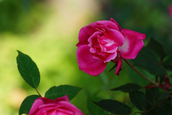 薔薇種植方法及時間，一年四季任意時段都可栽培