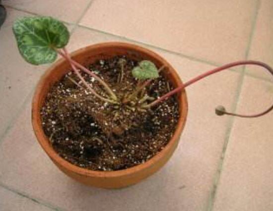 仙客來的球莖怎么保存，最重要就是注意溫度變化(降溫處理)