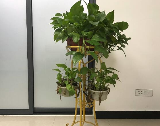 綠蘿有毒嗎，有毒千萬別當菜吃