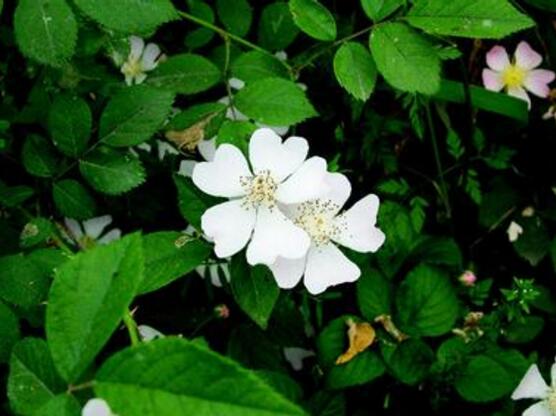 薔薇葉子發(fā)黃還能活么，薔薇花葉子發(fā)黃怎么辦