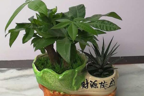 發(fā)財樹怎么分株，發(fā)財樹扦插繁殖方法