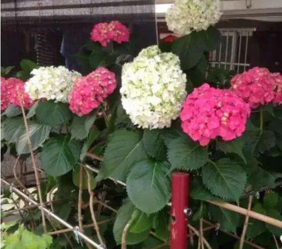 繡球花可以噴水嗎，可以/促進(jìn)枝葉生長(zhǎng)、花開茂盛