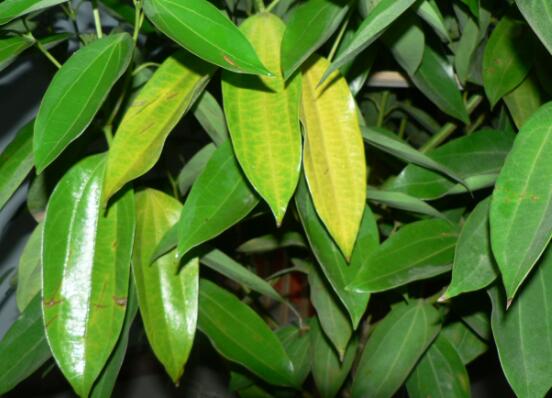 平安樹(shù)發(fā)黃脫落怎么辦，平安樹(shù)養(yǎng)殖方法與技巧
