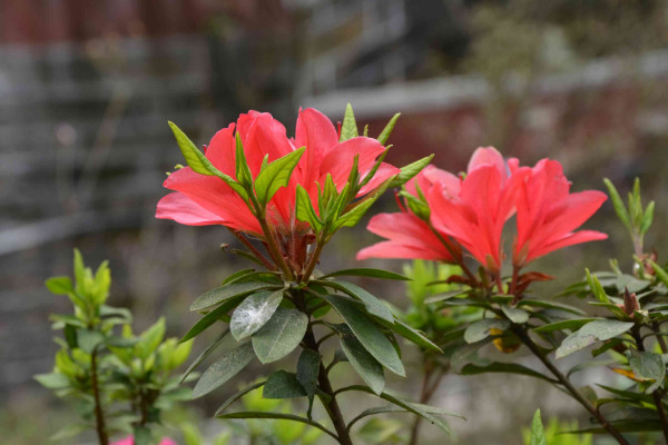 杜鵑花怎么修剪，花期前后疏葉剪殘花