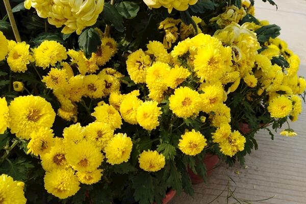 菊花秋天怎么養,保證光照、養分的充足