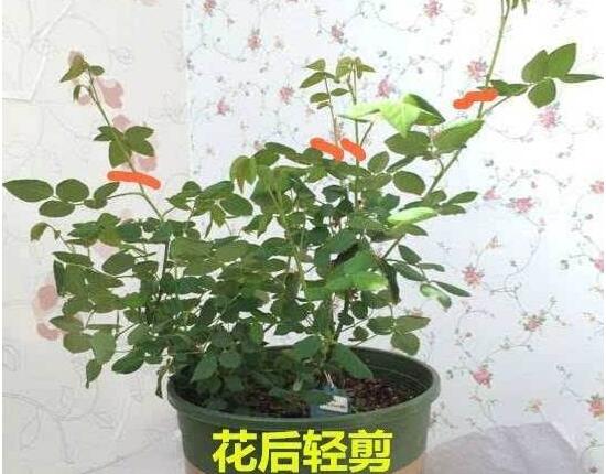 月季花怎么修剪，月季花的修剪方法