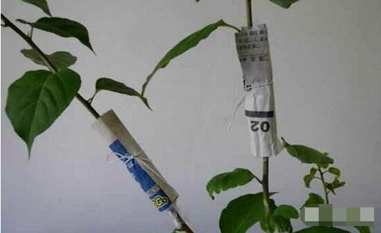 六月雪怎么繁殖，六月雪三大繁殖方法