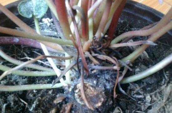 仙客來爛根怎么辦，仙客來爛根處理方法
