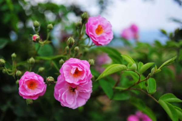 薔薇種植方法及時間，一年四季任意時段都可栽培